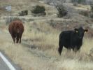 PICTURES/Geronimo Loop - Southern Half/t_Cows2.JPG